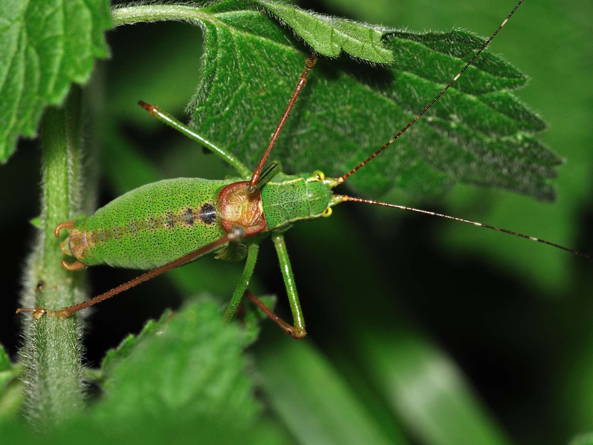 Leptophyes laticauda: prima segnalazione per il Lazio